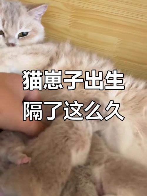 猫咪多大可以配种