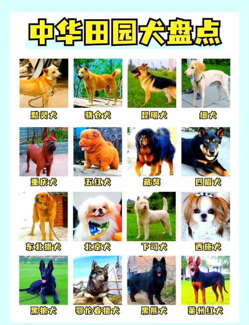 狗几个月会看门叫