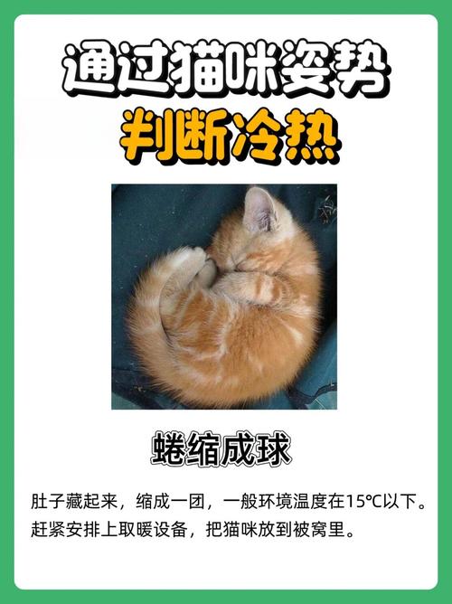 猫咪一般多少度觉得冷?