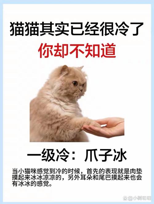 三个月猫咪一般多少度觉得冷