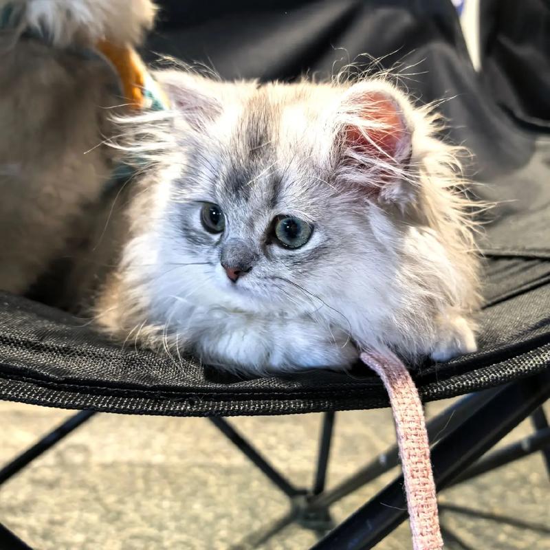 冬天应该如何给猫咪保暖!