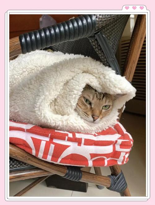 猫咪在多少度会觉得热或者冷?