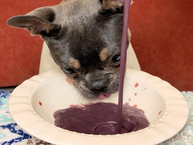 狗狗可以吃草莓燕麦酸奶吗?