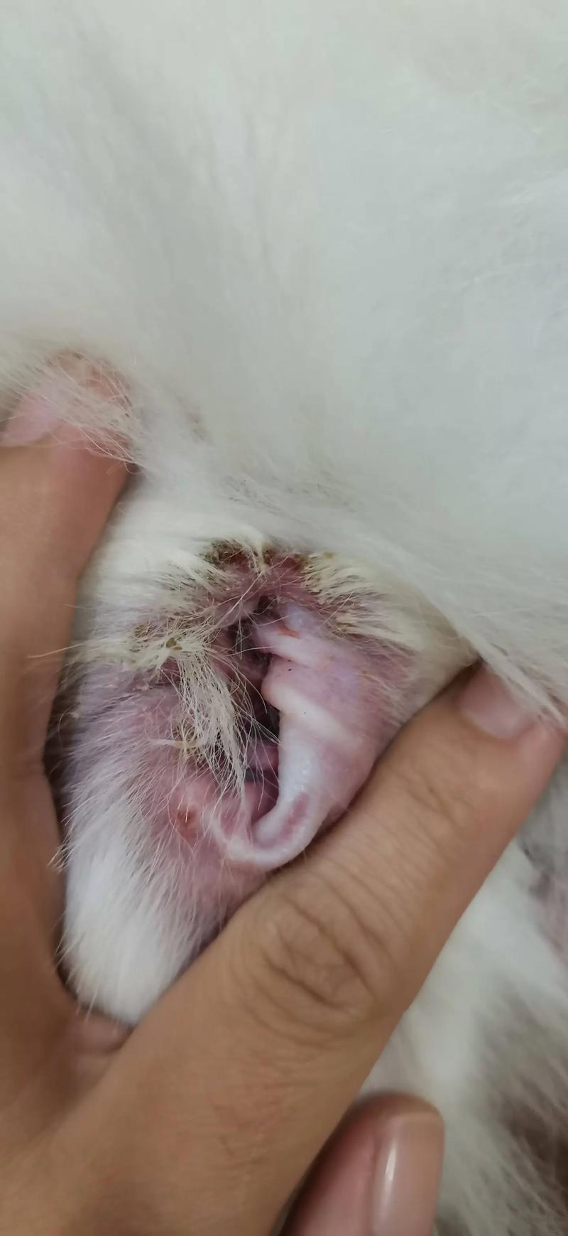 狗狗耳螨会有哪些症状?