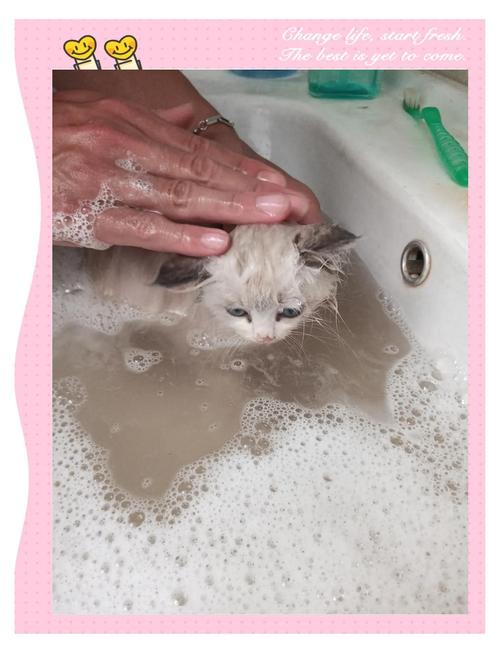 二个月小猫洗澡会死吗