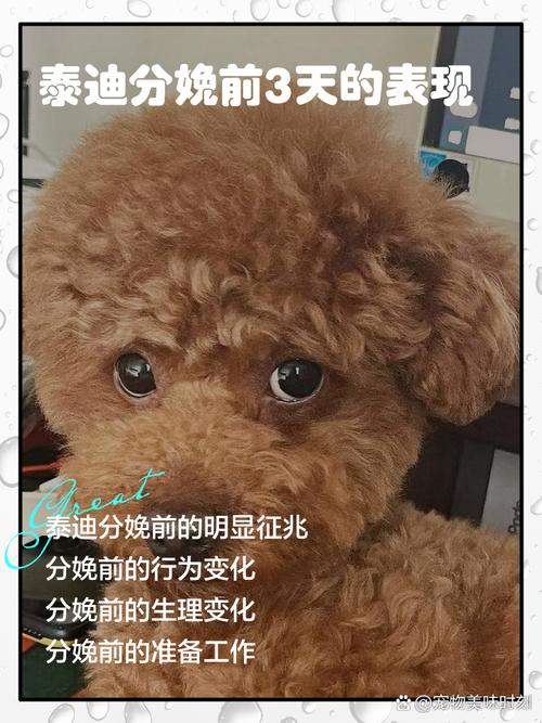 狗狗分娩当天的最明显三个症状