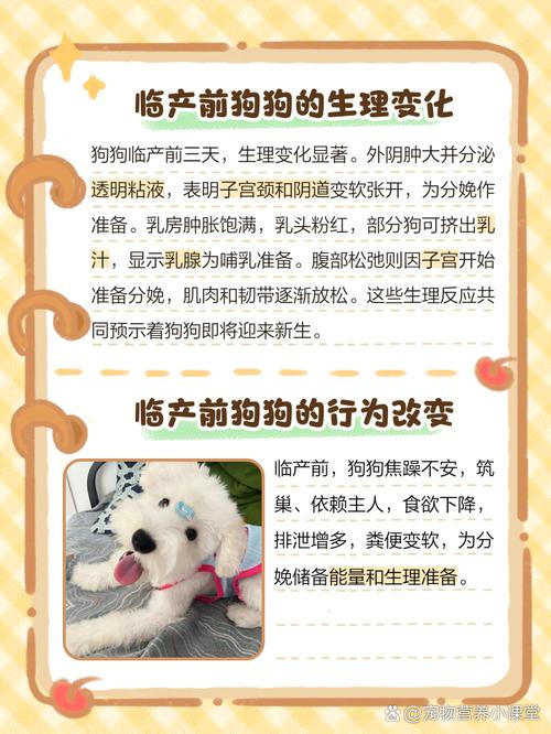 狗狗分娩两小时的表现