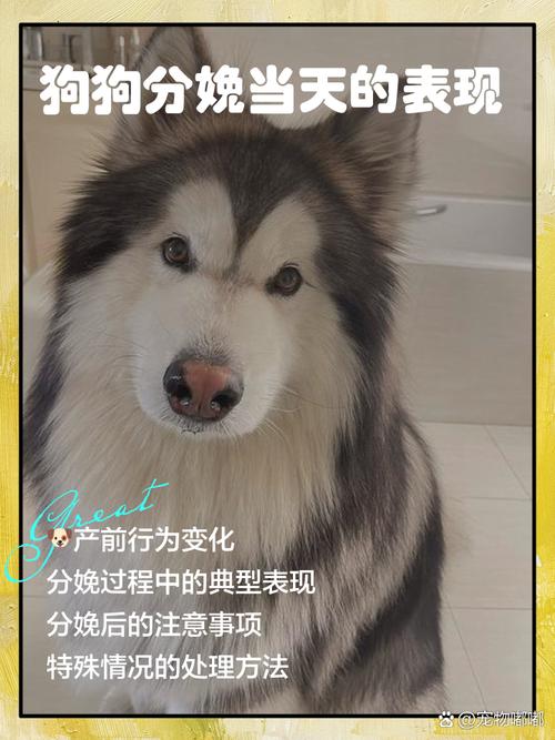 狗狗分娩时的症状