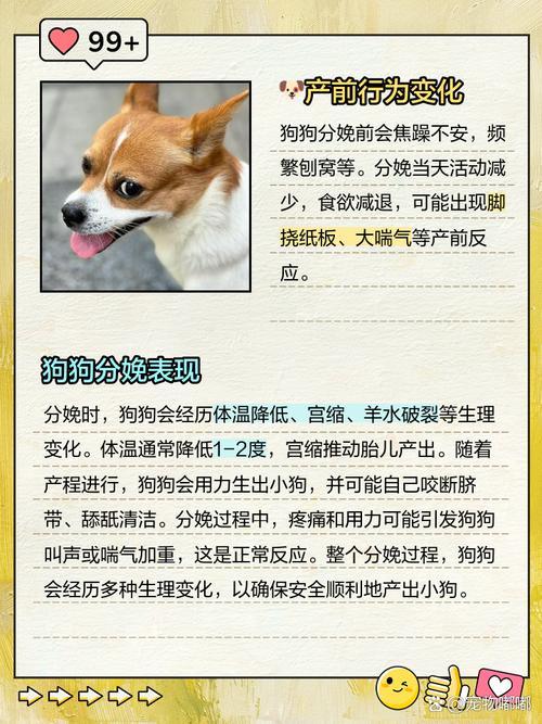 狗狗分娩当天有哪些表现呢