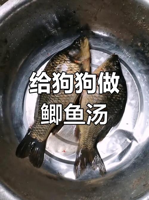 鱼汤狗吃有什么好处