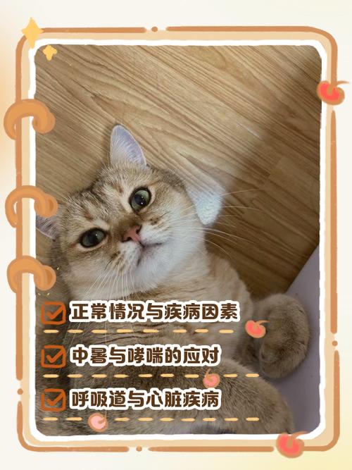 猫咪呼吸急促腹部起伏(还有呼噜声(猫咪呼吸急促腹部起伏但是精神挺好...