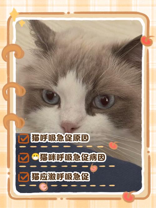 猫咪呼吸肚子起伏快速,猫咪呼吸肚子起伏快速突然就去世了