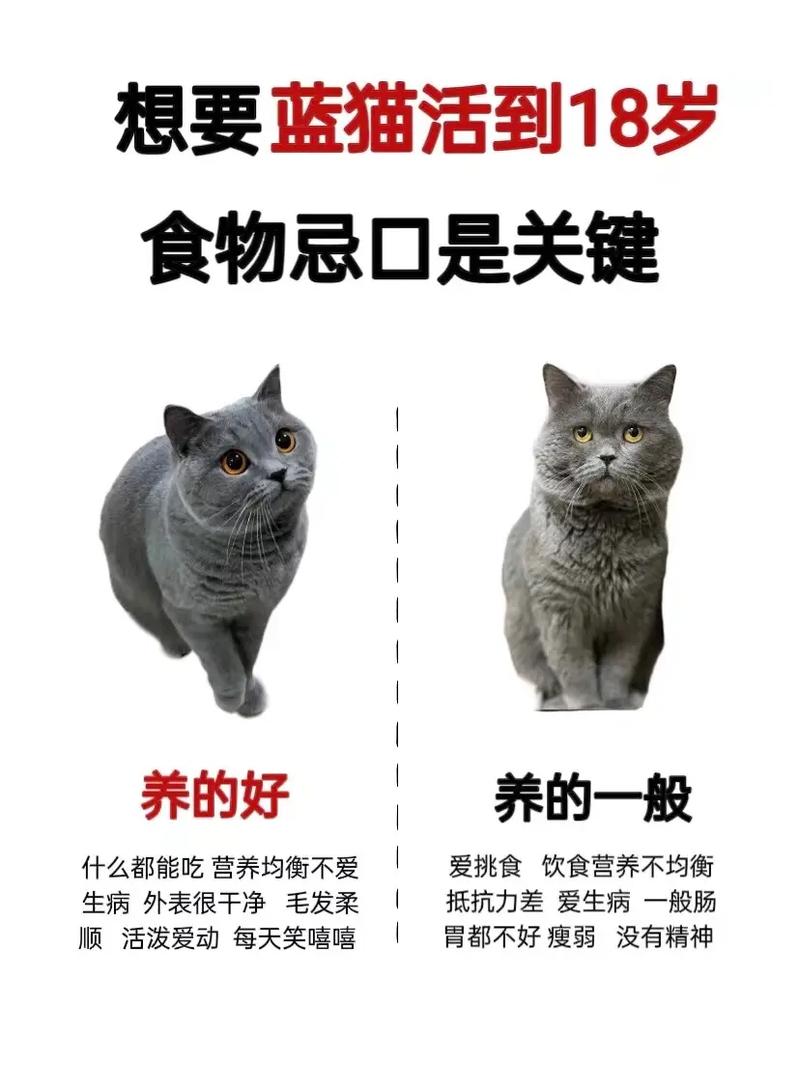 猫咪贫血吃什么?