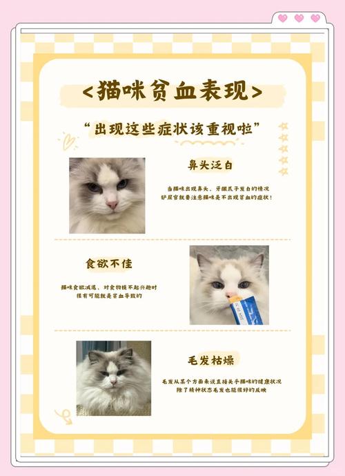 我家猫咪得了慢性肾衰。还贫血,吃什么可以调理下呀