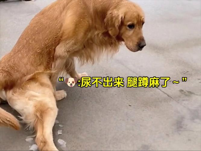 狗憋不住尿