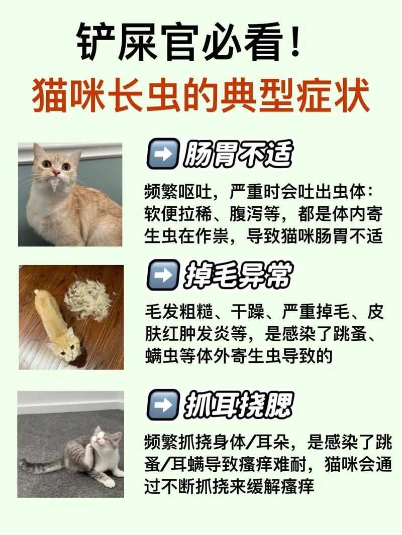 猫咪患寄生虫的五大症状?