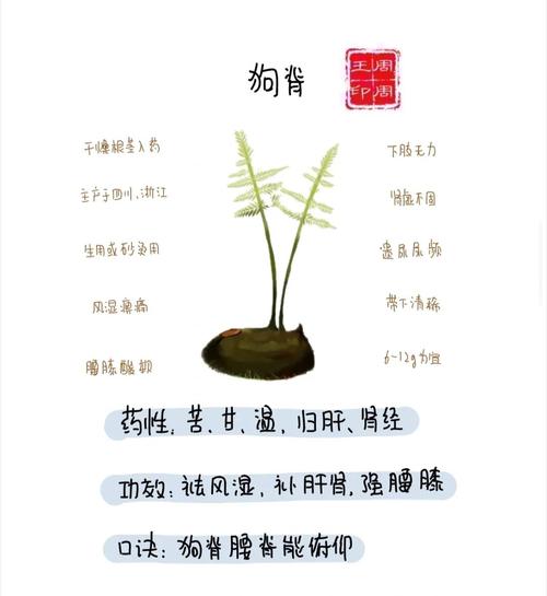关于狗子的细小病毒土法治疗,三天药到病除