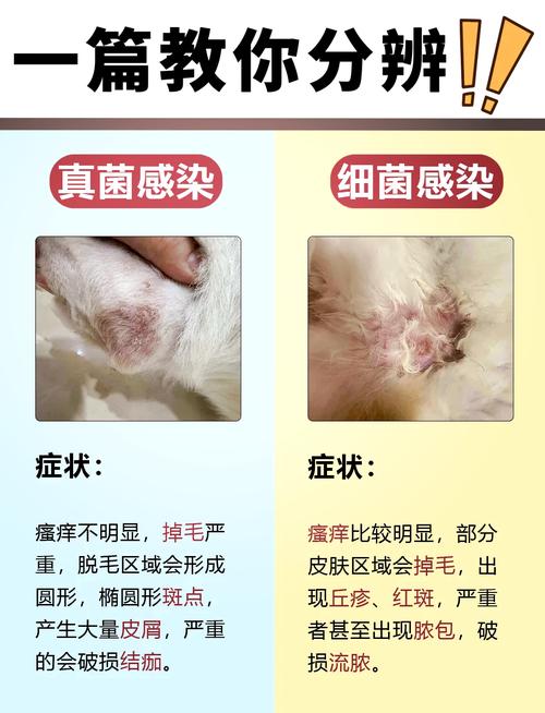 狗的细菌对婴儿有什么危害