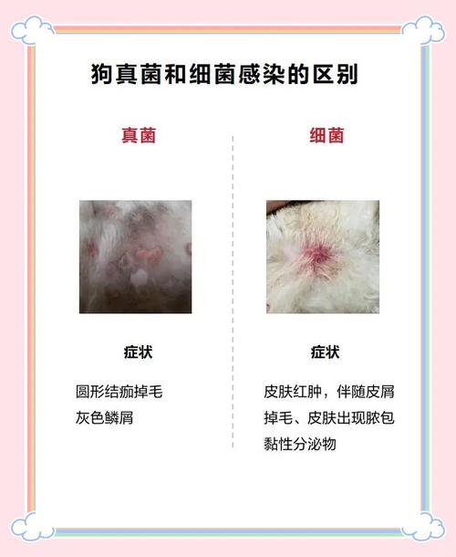 宝宝刚出生,家里可以养狗狗吗?对婴幼儿有什么危害吗?