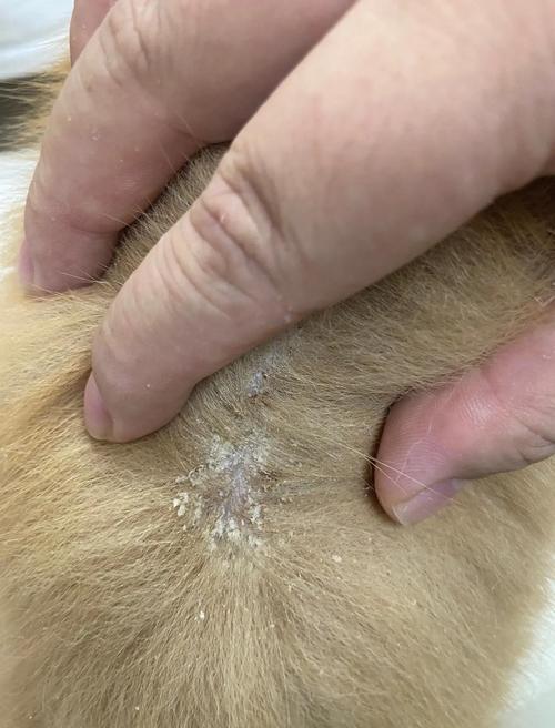 狗狗得了螨虫皮肤病