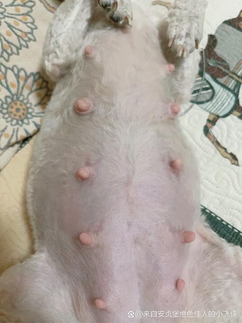 怎么判断狗有没有怀上