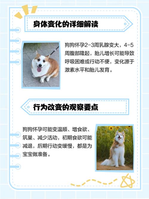 狗怀孕1至60天变化