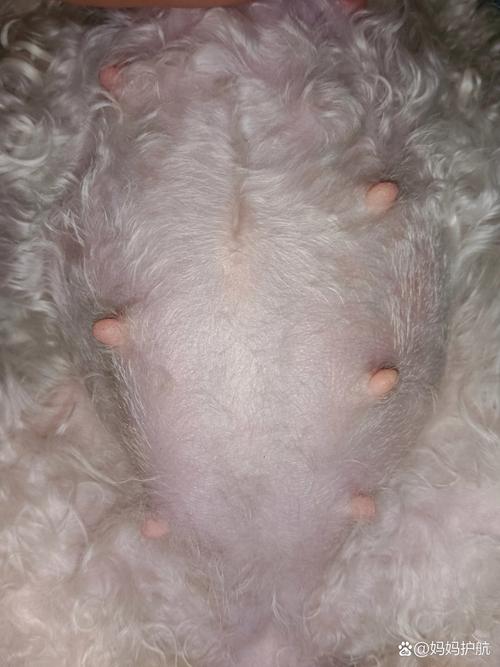 泰迪怀孕的症状是什么