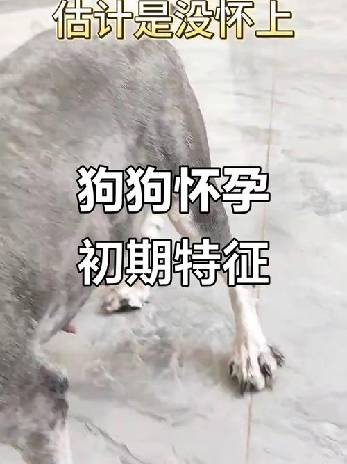 狗狗怀孕一个月最明显的征兆