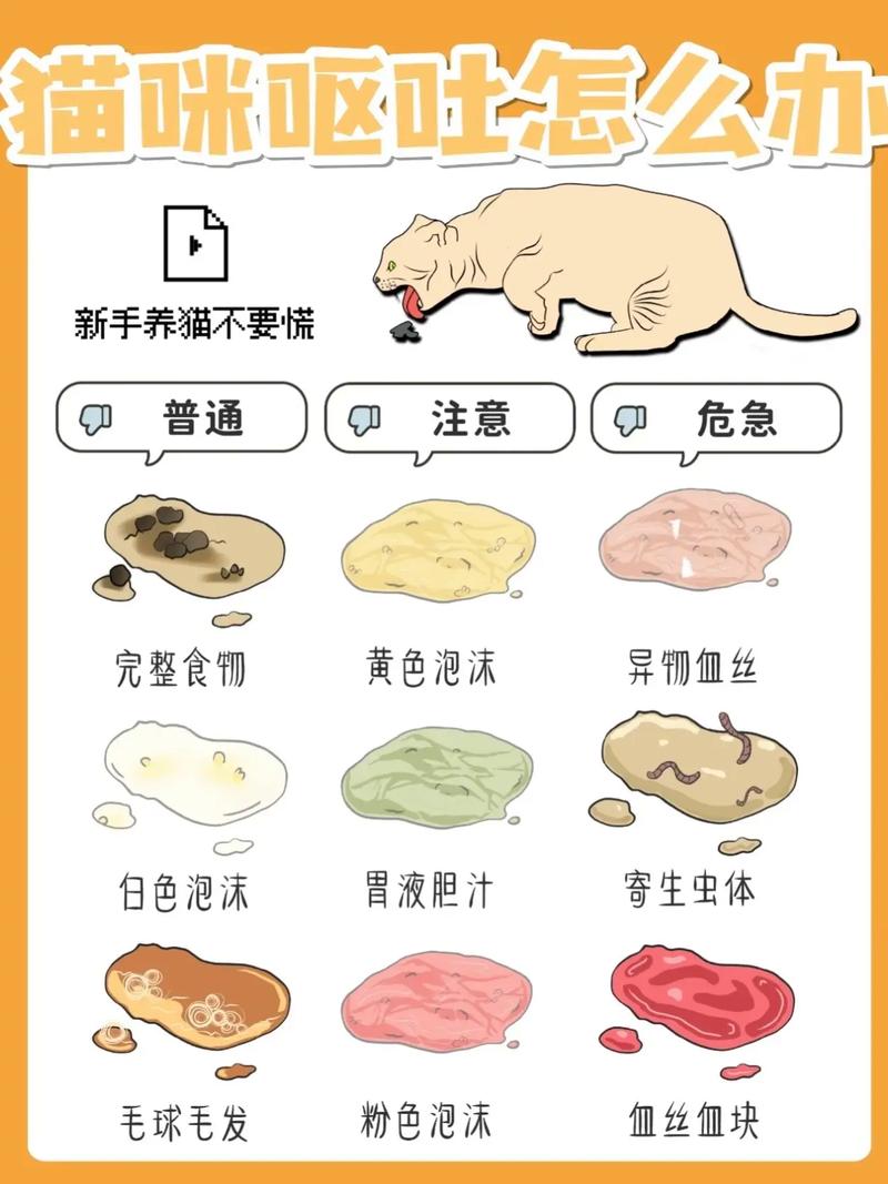 小猫咪又吐又拉稀怎么办