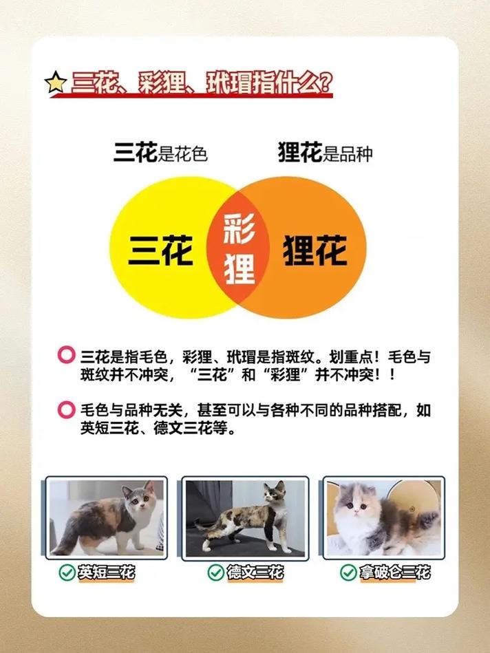 为什么越来越多的人选取养“三花”?