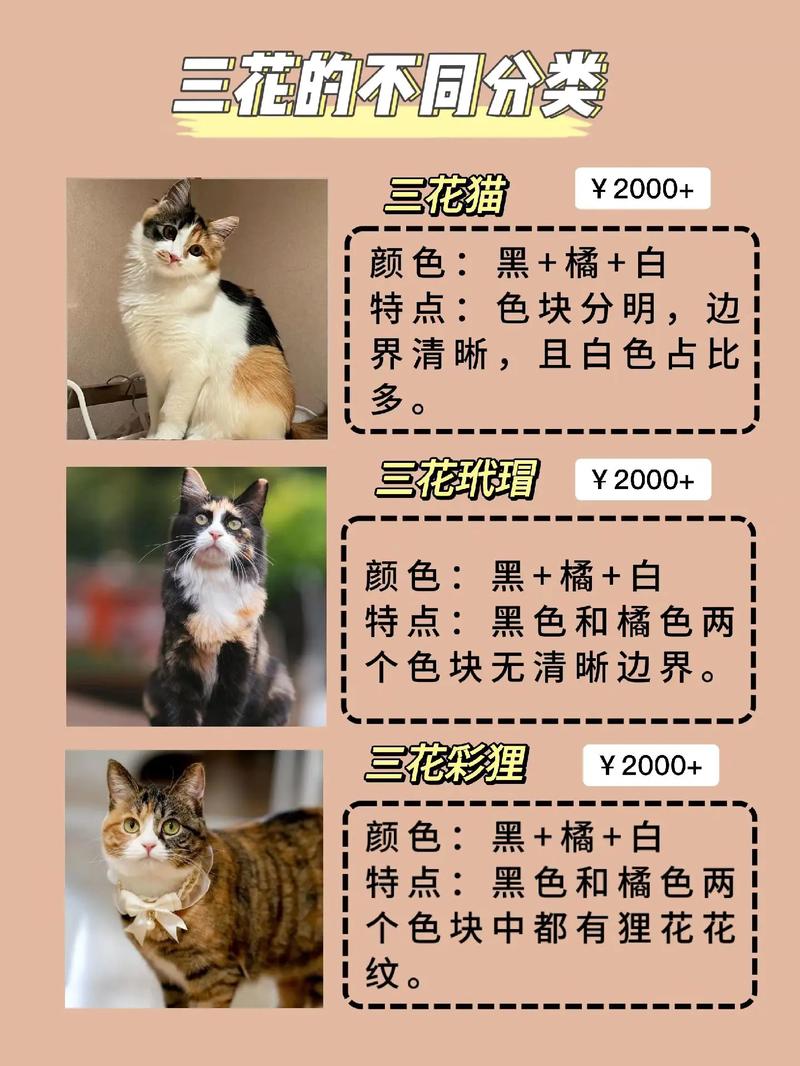 为什么那么多人养橘猫呢?原因有5个