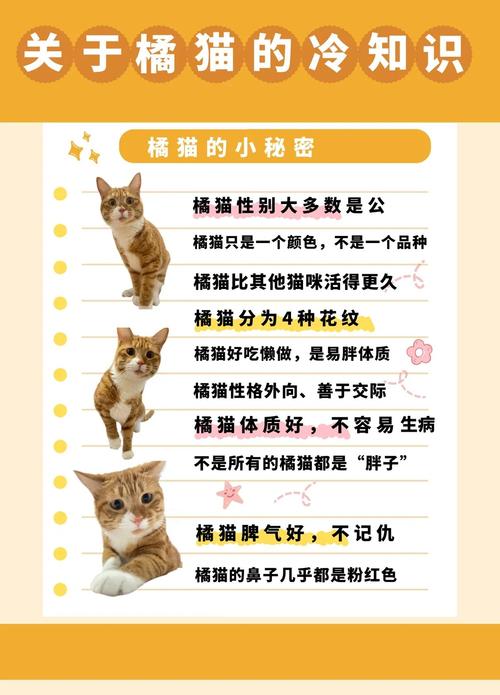 什么品种的猫会粘人?