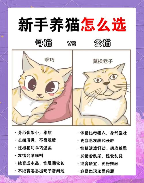 12星座都适合养什么品种的猫?1