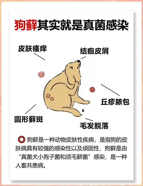 狗狗为什么会球菌感染