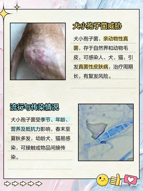 狗狗为什么会有球菌肠球菌