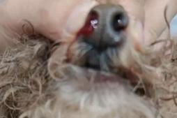 狗一侧鼻孔流血精神状态也不是很好