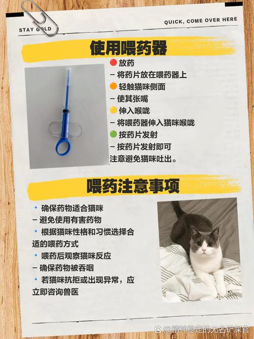喂猫吃药片最简单办法