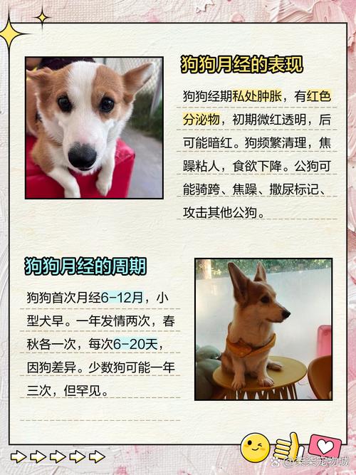 每年狗什么时候闹狗