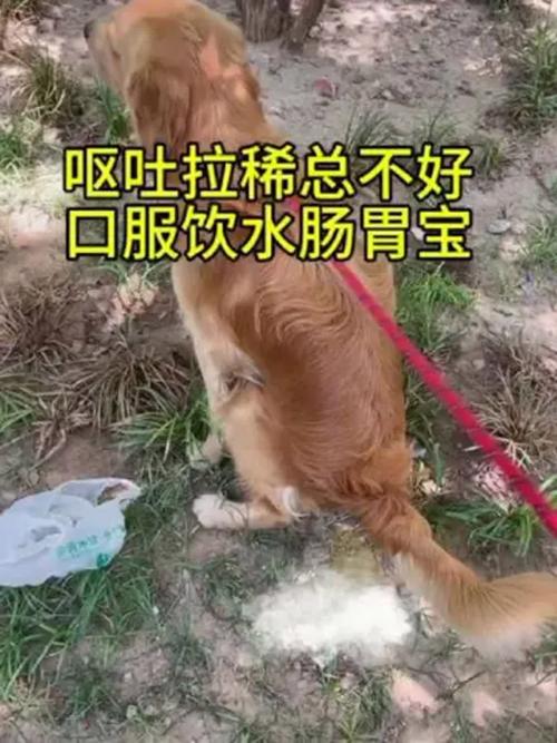 狗狗拉肚子大量喝水