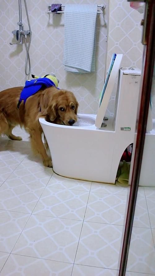 狗狗拉稀能喝水吗