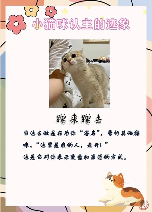 猫咪认主的5个表现你家猫咪会这样吗