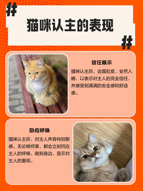 你家猫咪真的和你很亲吗?看看它们的行动