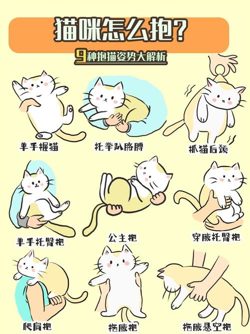 猫咪超爱你的5大表现