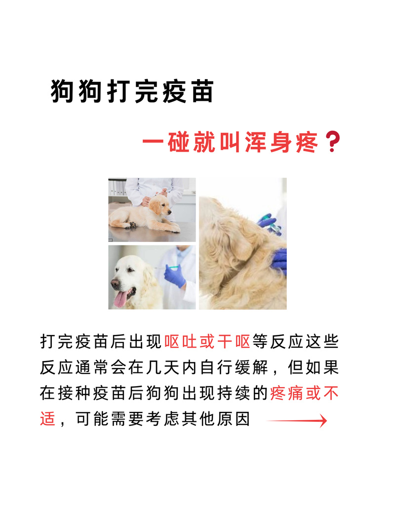 小狗打完疫苗浑身发抖怎么办?