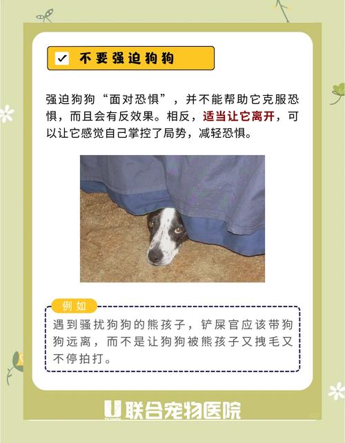 狗狗的肚子又硬又胀,发抖,怎么办?