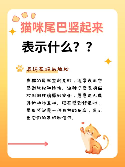 猫的尾巴竖起来是表示什么