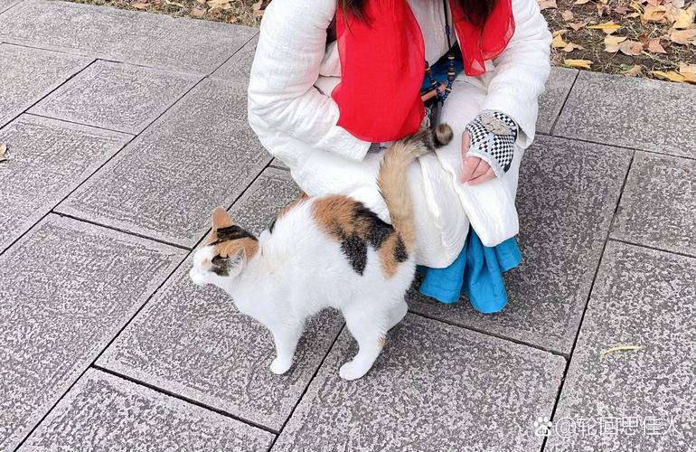 猫尾巴竖起来什么意思