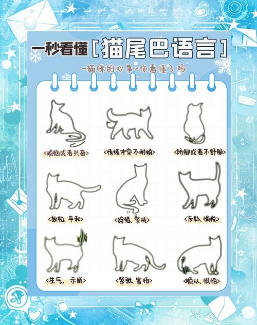 读懂20种猫咪肢体语言