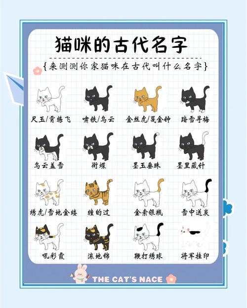 猫取什么名字比较好听