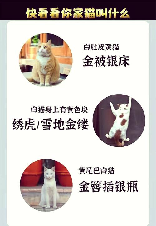 公猫好听稀少的名字